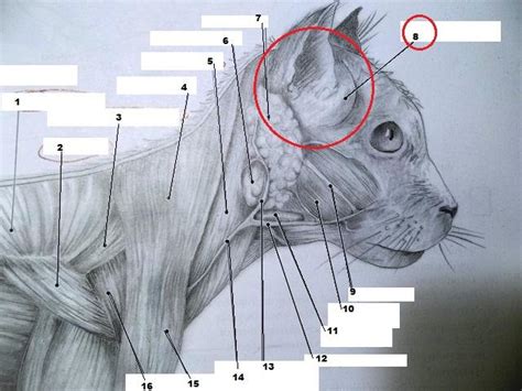 Cat anatomy facts for kids poc. Cat Muscle Diagrams TWO - Biology 380 with Mathis at Missouri State University - StudyBlue