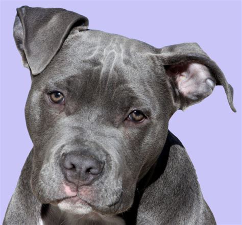 A List Of Dog Breeds That Look Like Pit Bulls