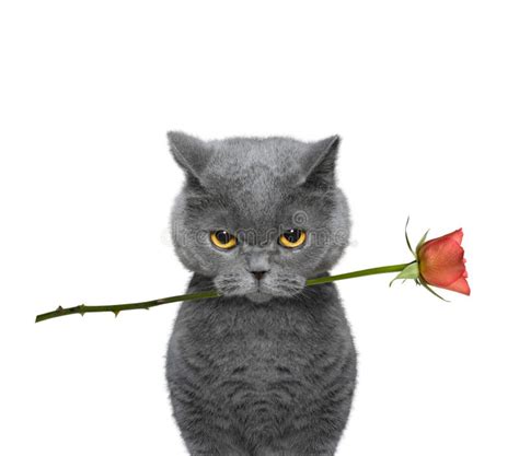 Cat Holding A Rose In Its Mouth Stock Image Image Of Heart Trust