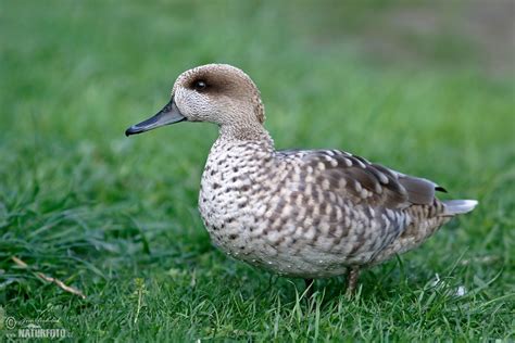 Marbled Duck Photos Marbled Duck Images Nature Wildlife Pictures