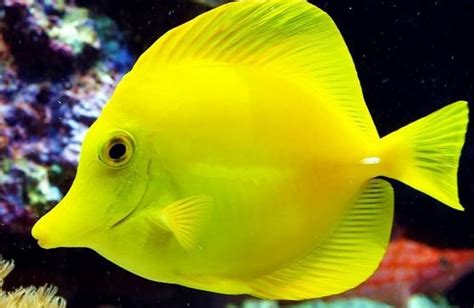 The Yellow Tang Fish Is Also Known As Yellow Sailfin Tang It Is A