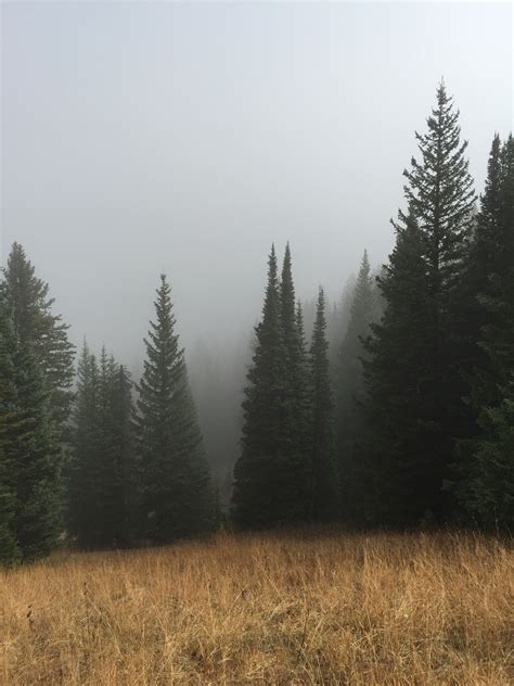 Free Images Tree Nature Grass Wilderness Mountain Fog Mist