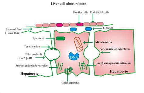 Diagram Of Liver Cell Liver Cell With Labelled Structures
