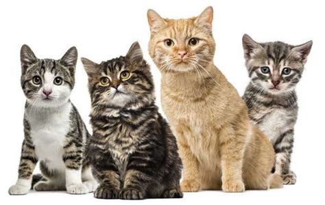 Todas Las Razas De Gatos Carácter Cuidados Y Fotos Feelcats