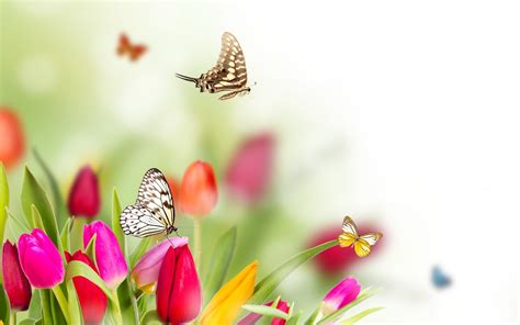 Spring Flowers And Butterflies Background Hd The Wallpaper