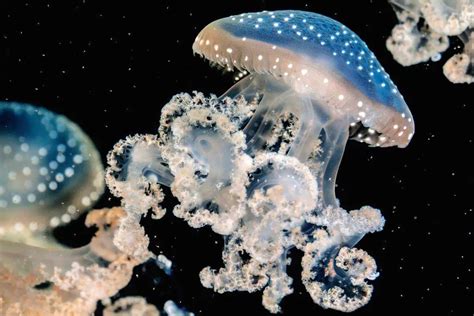 Jellyfish Identification Guide Types And Fun Facts Nature Roamer
