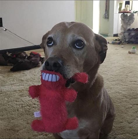 This Perfectly Timed Shot Of My Dog Playing With His Toy Meme Guy