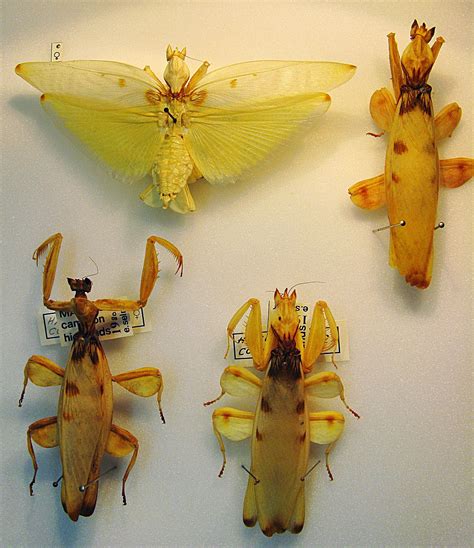 It is slightly similar to the mantis in appearance, and is found exclusively in dry weather. Hymenopus - Wikipedia