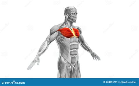 Anatomia Del Torace Dei Muscoli Maggiore E Minore Illustrazione Di
