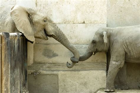 Elephants Love Stock Photo By ©vicnt2815 2629325