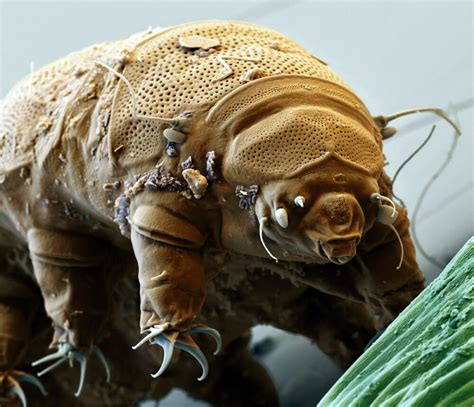 Hein 30 Faits Sur Do Tardigrades Live In Space Tardigrades Typically