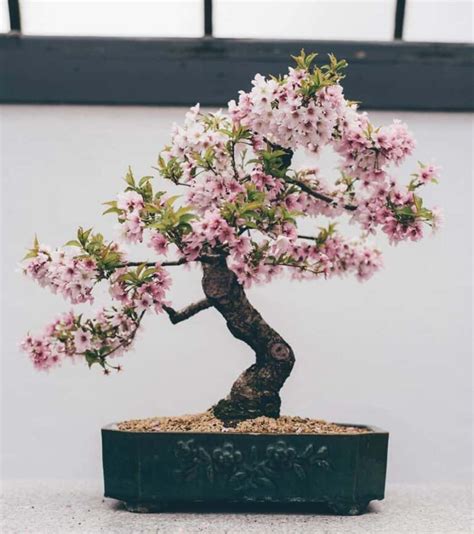 Cherry Blossom Bonsai Japan Careyfashion