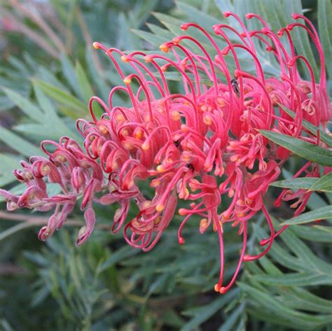 The Best Of Australian Native Flora Lucys Florist