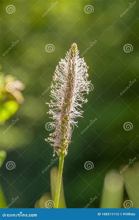 Hoary Plantain Flowers Stock Image Image Of Fluffy 108311113