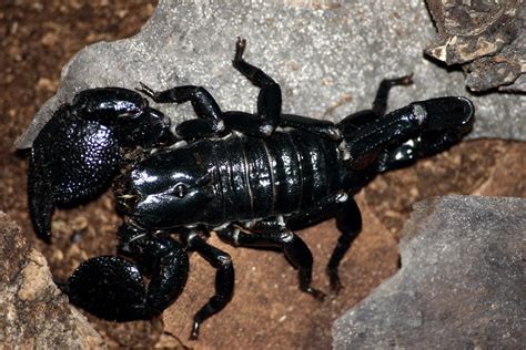 Fileemporer Scorpion