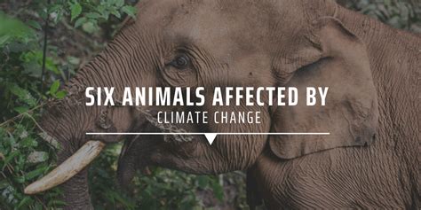 Six Animals Affected By Climate Change Gvi Usa
