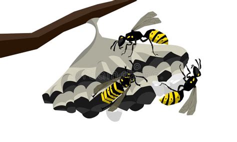 Wasps Stock Illustrations 572 Wasps Stock Illustrations Vectors