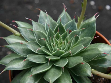 Consider growing your plants outside during the warm summer months or setting up some grow lights for if you want to know more about how to make your succulents thrive, check out our complete cacti and succulents care guide. Graptopetalum filiferum | World of Succulents