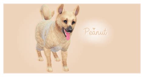 Peanut Pet Dog For The Sims 4 Sims 4 Pets Pets Sims