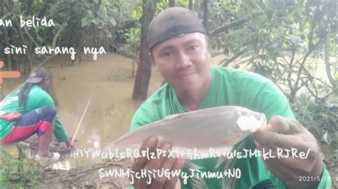 Mancing Ikan Belida Vc Ikan Garitel Umpan Terbaik Di Sungai Yg Keruh