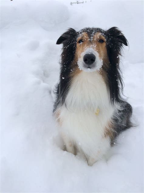 Joys Of Snow Sheltie Puppies Snow Natural Landmarks Dogs Nature