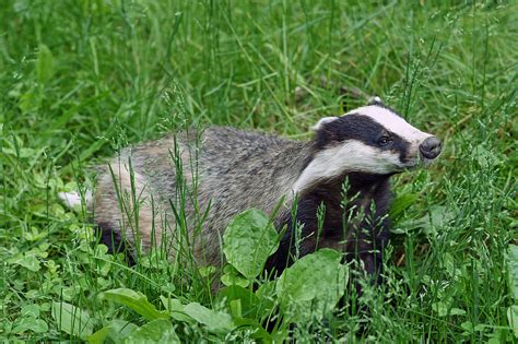 Controversial Badger Cull Expanded Across England Birdguides
