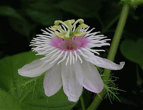 Thanks for the flowers in spanish. 10 arid and semi-arid garden plants in Spain
