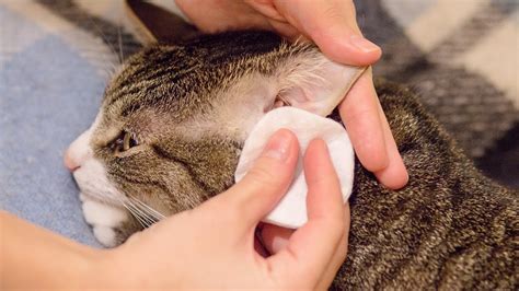 how to clean a cat s ears