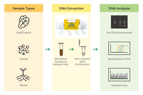 Ctab Protocol For Isolating Dna From Plant Tissues Zymo Research