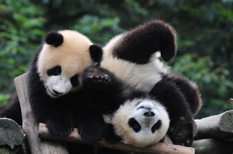 Panda Pandas Baer Bears Baby Cute 17 Wallpapers Hd Desktop And