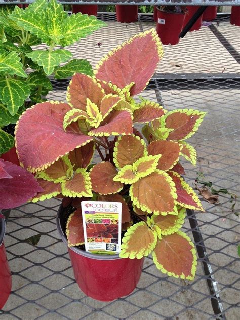 Both of these annual plants grow well in shady beds, borders, and containers. Potted Shade Plants - Choosing Shade Plants For Containers