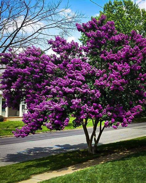 All crepe myrtles bloom on new wood and should be pruned in winter or early spring. Purely Purple Black Diamond Crape Myrtle | Myrtle tree ...