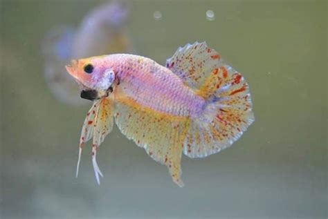 Most people know very little about the nature and characteristic of these. Rare betta fish colors for sale - Betta fish for sale
