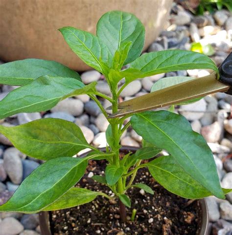 Topping Pepper Plants And Pinching Flowers For Better Harvests