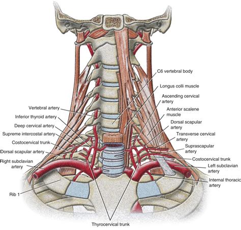 Upper Extremity Artery Anatomy