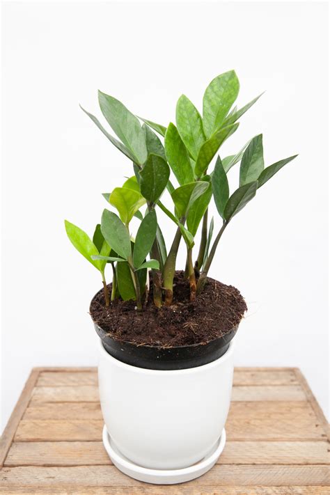 ZZ Plant 14″ | Salisbury Grow Store