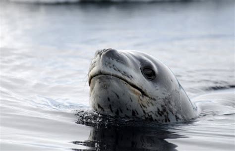 A device or material that is used to close off or fasten an opening or connection, especially to prevent the escape of a liquid or gas: Animal You: Leopard Seal