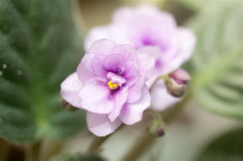 Violet Flowers Macro Stock Image Image Of Bloom Beauty