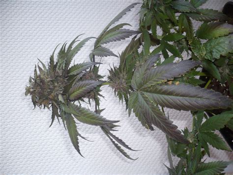 Purple Afghan Kush Dinafem Cannabis Strain Info