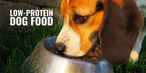 Satisfied owners have seen progress when giving this food to their dogs with kidney disease. 9 Best Low-Protein Dog Foods - Kidney Disease, Reviews ...