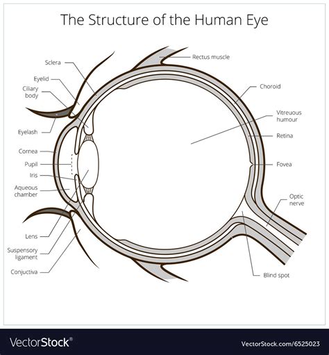 Human Eye Structure Scheme Royalty Free Vector Image