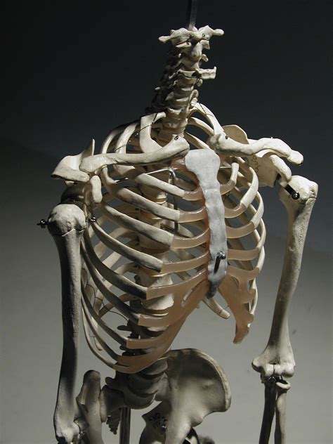 Last updated on wed, 31 mar 2021 | animal anatomy. Human rib cage, 3/4 front view | Skeleton anatomy, Human ...