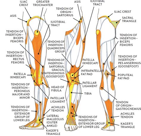 Leg Ligament Anatomy