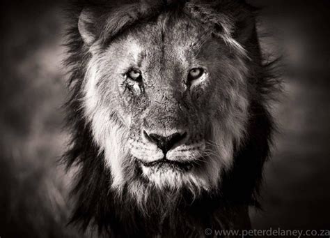 Impressive Black And White Animals Photography By Peter