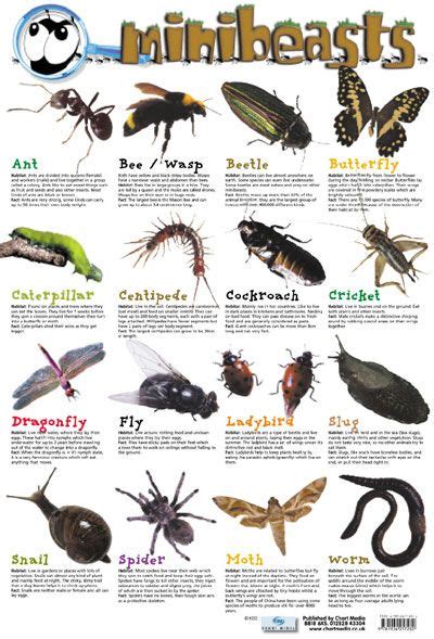 Ppt showing different kinds of insects. Pin by Karen Najacht on kids stuff | Minibeasts, Insect ...