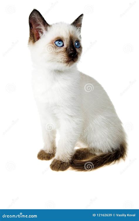 Siamese Kitten Stock Image Image Of Shorthair Softness 12162639