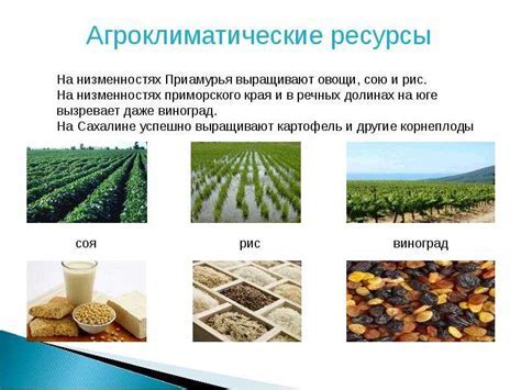 Агроклиматические ресурсы: значение и роль в сельском хозяйстве