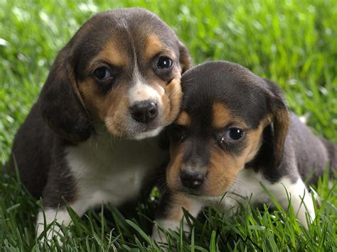 The Cute Dogs And Puppies Nice Wallpapers Nice