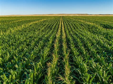 Expert Recommendations For Buying Row Crop Farmland Hayden Outdoors