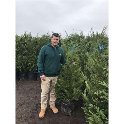 Best Fertilizer For Leyland Cypress Trees Justagric